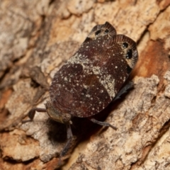 Platybrachys sp. (genus) at Symonston, ACT - 14 Dec 2019