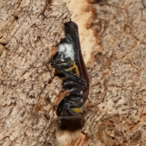 Platybrachys sp. (genus) at Symonston, ACT - 14 Dec 2019