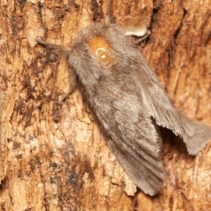 Pernattia pusilla at Symonston, ACT - 14 Dec 2019 03:27 PM