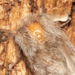 Pernattia pusilla at Symonston, ACT - 14 Dec 2019 03:27 PM