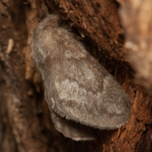 Pernattia pusilla at Symonston, ACT - 14 Dec 2019 03:27 PM