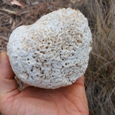 Laetiporus portentosus (White Punk) at Mount Majura - 14 Dec 2019 by sbittinger