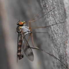 Heteropsilopus sp. (genus) (A long legged fly) at ANBG - 14 Dec 2019 by TimL