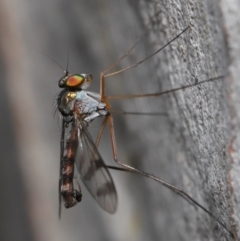 Heteropsilopus sp. (genus) (A long legged fly) at Acton, ACT - 14 Dec 2019 by TimL