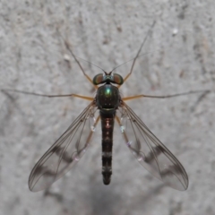 Heteropsilopus sp. (genus) at Acton, ACT - 14 Dec 2019