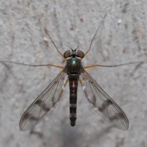 Heteropsilopus sp. (genus) at Acton, ACT - 14 Dec 2019 12:36 PM