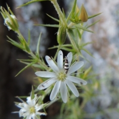 Stellaria pungens (Prickly Starwort) at Tennent, ACT - 11 Nov 2019 by MichaelBedingfield