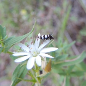 Glyphipterix meteora at Tennent, ACT - 11 Nov 2019