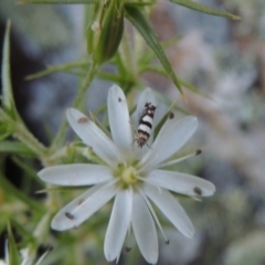 Glyphipterix meteora at Tennent, ACT - 11 Nov 2019