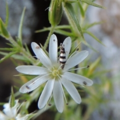 Glyphipterix meteora at Tennent, ACT - 11 Nov 2019