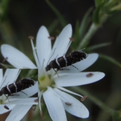 Glyphipterix (genus) (A sedge moth) at Tennent, ACT - 11 Nov 2019 by MichaelBedingfield