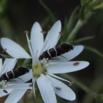 Glyphipterix platydisema (A Gem moth (Gliphypterigidae)) at Tennent, ACT - 11 Nov 2019 by MichaelBedingfield