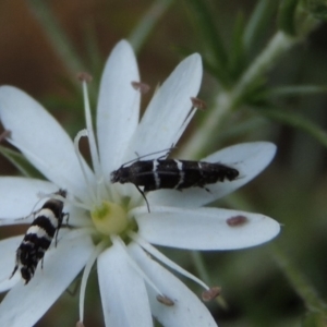 Glyphipterix (genus) at Tennent, ACT - 11 Nov 2019 07:23 PM