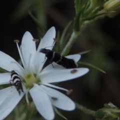 Glyphipterix (genus) at Tennent, ACT - 11 Nov 2019 07:23 PM