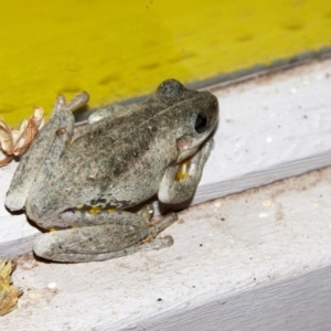 Litoria peronii at Bundanoon - 14 Dec 2019 09:21 PM