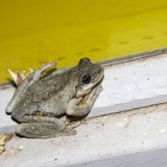 Litoria peronii at Bundanoon - 14 Dec 2019 09:21 PM