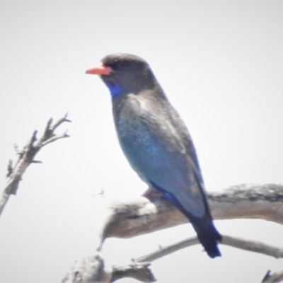 Eurystomus orientalis (Dollarbird) at Mulligans Flat - 12 Dec 2019 by JohnBundock