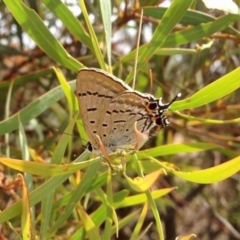 Jalmenus ictinus (Stencilled Hairstreak) at Aranda Bushland - 14 Dec 2019 by KMcCue