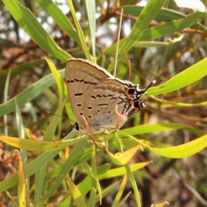 Jalmenus ictinus at Dunlop, ACT - 15 Dec 2019