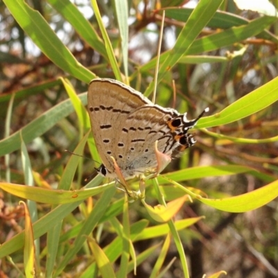 Jalmenus ictinus (Stencilled Hairstreak) at Aranda Bushland - 14 Dec 2019 by KMcCue