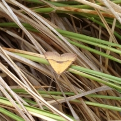 Anachloris subochraria (Golden Grass Carpet) at Aranda Bushland - 14 Dec 2019 by KMcCue