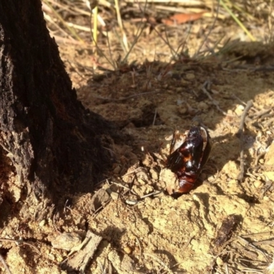 Hepialidae (family) (Unidentified Swift or Ghost Moth) at Aranda Bushland - 14 Dec 2019 by KMcCue