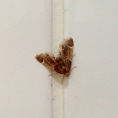 Pyralis farinalis (Meal Moth (Pyralinae) at Aranda, ACT - 15 Dec 2019 by KMcCue