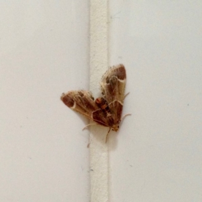 Pyralis farinalis (Meal Moth) at Aranda, ACT - 14 Dec 2019 by KMcCue