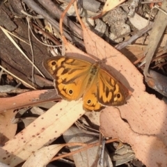 Heteronympha merope (Common Brown Butterfly) at Aranda Bushland - 14 Dec 2019 by KMcCue