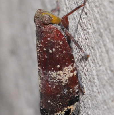 Platybrachys decemmacula (Green-faced gum hopper) at Acton, ACT - 14 Dec 2019 by TimL