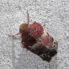 Platybrachys decemmacula at Acton, ACT - 14 Dec 2019 12:19 PM