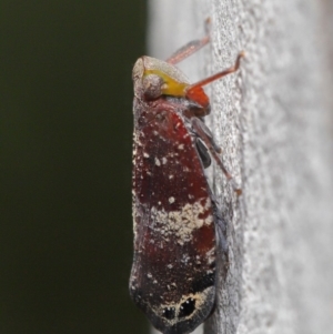 Platybrachys decemmacula at Acton, ACT - 14 Dec 2019