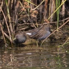 Porzana fluminea (Australian Spotted Crake) at Denman Prospect, ACT - 12 Dec 2019 by rawshorty