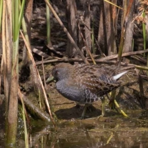 Porzana fluminea at Denman Prospect, ACT - 13 Dec 2019