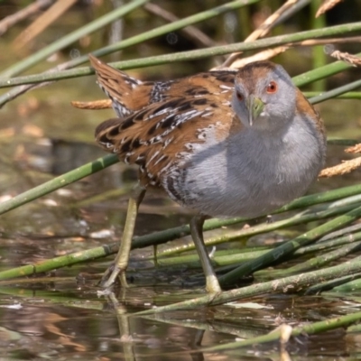 Zapornia pusilla (Baillon's Crake) at Denman Prospect, ACT - 12 Dec 2019 by rawshorty