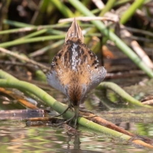 Zapornia pusilla at Denman Prospect, ACT - 13 Dec 2019