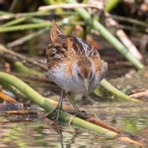 Zapornia pusilla at Denman Prospect, ACT - 13 Dec 2019