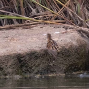 Zapornia pusilla at Denman Prospect, ACT - 13 Dec 2019