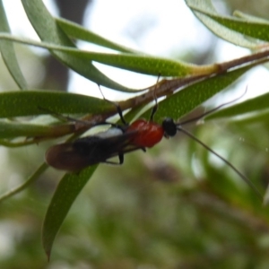 Braconidae (family) at Flynn, ACT - 15 Dec 2019 12:51 PM