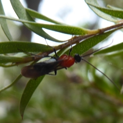 Braconidae (family) (Unidentified braconid wasp) at Flynn, ACT - 15 Dec 2019 by Christine