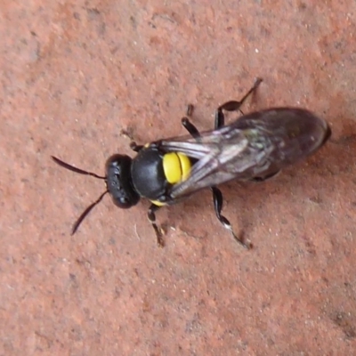 Amphylaeus (Agogenohylaeus) nubilosellus at Flynn, ACT - 15 Dec 2019 by Christine