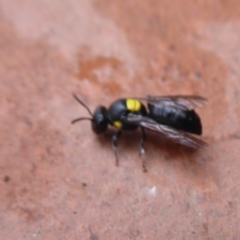 Amphylaeus (Agogenohylaeus) nubilosellus at Flynn, ACT - 15 Dec 2019 12:50 PM