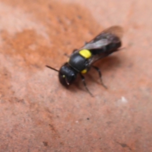 Amphylaeus (Agogenohylaeus) nubilosellus at Flynn, ACT - 15 Dec 2019 12:50 PM