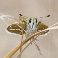 Taractrocera papyria (White-banded Grass-dart) at Molonglo Valley, ACT - 14 Dec 2019 by Marthijn