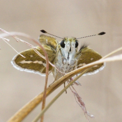 Taractrocera papyria (White-banded Grass-dart) at Molonglo Valley, ACT - 14 Dec 2019 by Marthijn