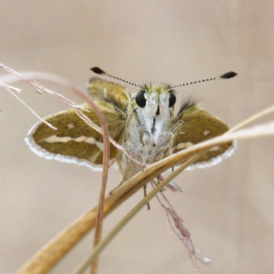 Taractrocera papyria (White-banded Grass-dart) at Molonglo River Reserve - 14 Dec 2019 by Marthijn