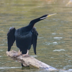 Anhinga novaehollandiae (Australasian Darter) at Molonglo Valley, ACT - 14 Dec 2019 by Marthijn