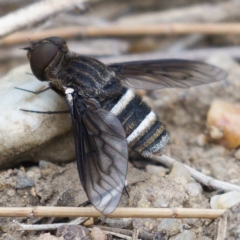 Villa sp. (genus) (Unidentified Villa bee fly) at Molonglo River Reserve - 14 Dec 2019 by Marthijn