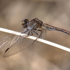 Diplacodes bipunctata (Wandering Percher) at Denman Prospect, ACT - 15 Dec 2019 by Marthijn