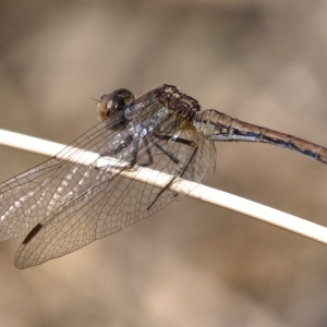 Diplacodes bipunctata at Molonglo River Reserve - 15 Dec 2019 09:35 AM